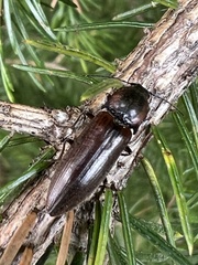 Acteniceromorphus volitans