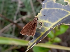 Hesperiidae