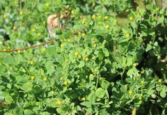 Medicago lupulina