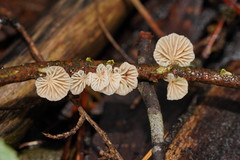 Marasmiellus affixus