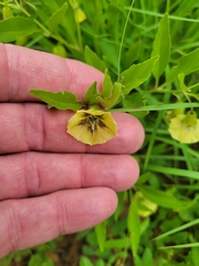Physalis virginiana