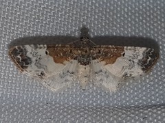 Eupithecia breviculata