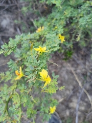 Parkinsonia texana macra