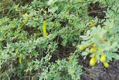 Parkinsonia texana macra