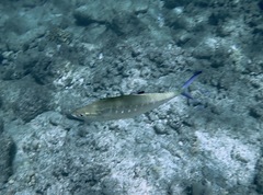 Scomberoides lysan