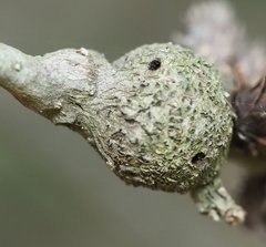 Callirhytis quercusbatatoides