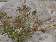 Senecio incrassatus
