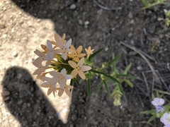 Collomia grandiflora