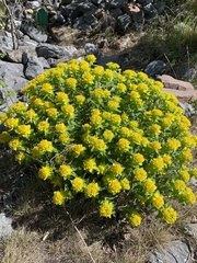 Euphorbia epithymoides