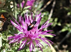 Divales bipustulatus