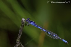 Enallagma recurvatum