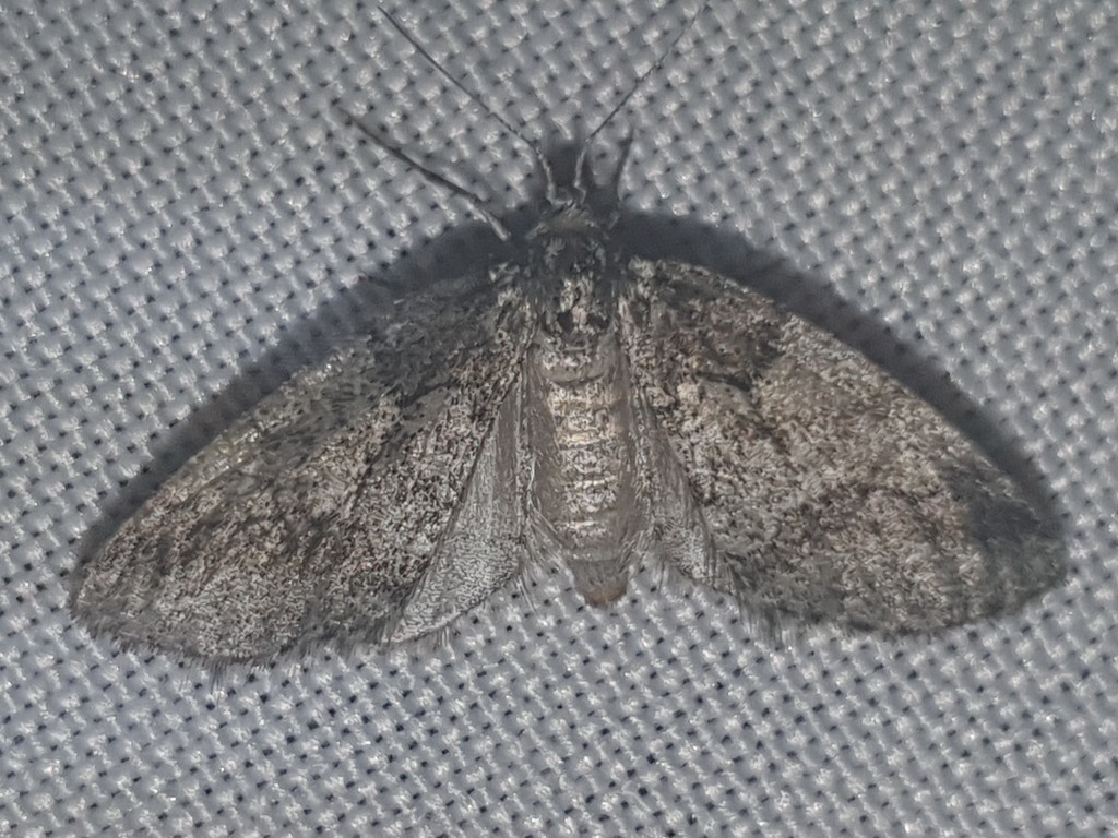 Tephronia lhommaria