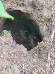 Rhinella