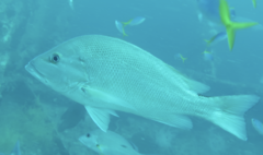 Lutjanus malabaricus