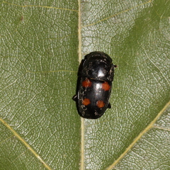 Glischrochilus obtusus