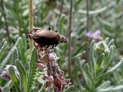 Lagria villosa