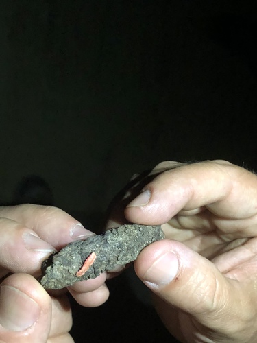 iNaturalist observation photo of California Pink Glowworm