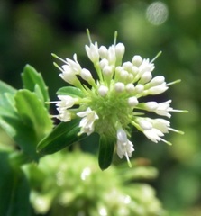 Acicarpha tribuloides