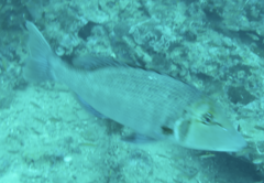 Lethrinus miniatus