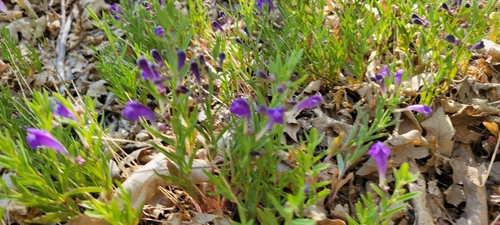 Image of Grayleaf Skullcap (Scutellaria siphocampyloides) by no rights reserved