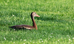 Dendrocygna autumnalis
