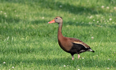 Dendrocygna autumnalis
