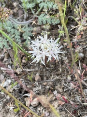 Allium lemmonii