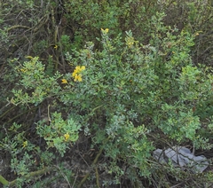 Parkinsonia texana macra