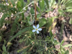 Leptosiphon floribundus