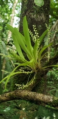 Stelis gracilis