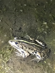 Pelophylax