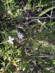 Leptosiphon floribundus