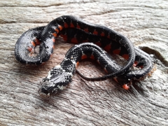 Erythrolamprus taeniogaster