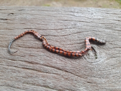 Erythrolamprus taeniogaster