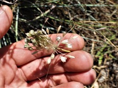 Allium tenuiflorum