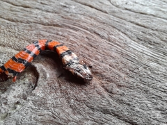 Erythrolamprus taeniogaster