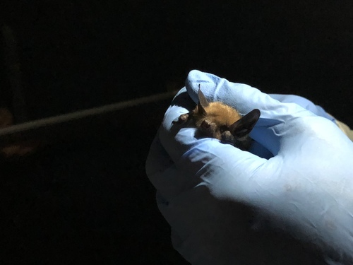 iNaturalist observation photo of Fringed Myotis
