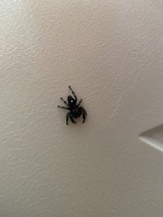 Phidippus audax