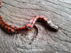 Erythrolamprus taeniogaster