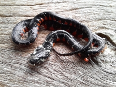 Erythrolamprus taeniogaster