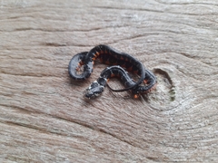 Erythrolamprus taeniogaster
