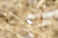 Leptosiphon liniflorus