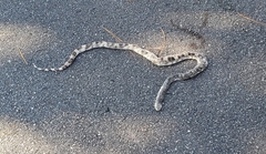 Pituophis melanoleucus