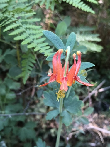 iNaturalist observation photo of western columbine