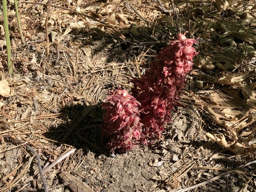 iNaturalist observation photo of Snowplant