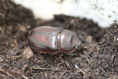 Oryctes nasicornis