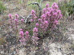 Castilleja angustifolia