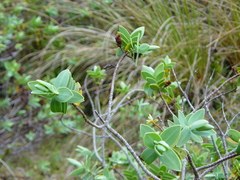 Veronica albicans