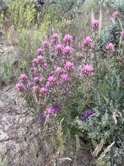 Castilleja angustifolia