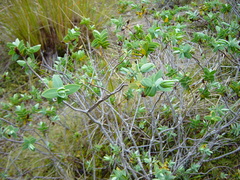 Veronica albicans
